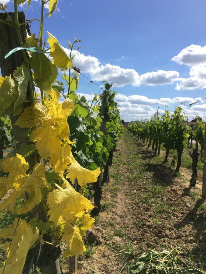 Апартаменты Mirande Montagne-Saint Emilion Монтань Экстерьер фото